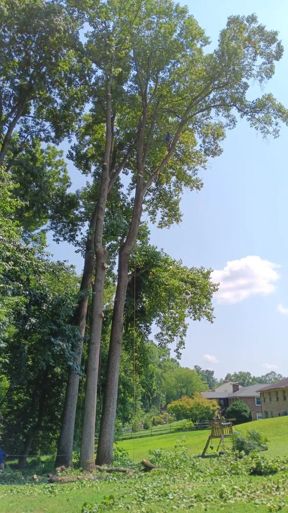 Trusted landscaping services near you in Severn, MD by West Tree Services