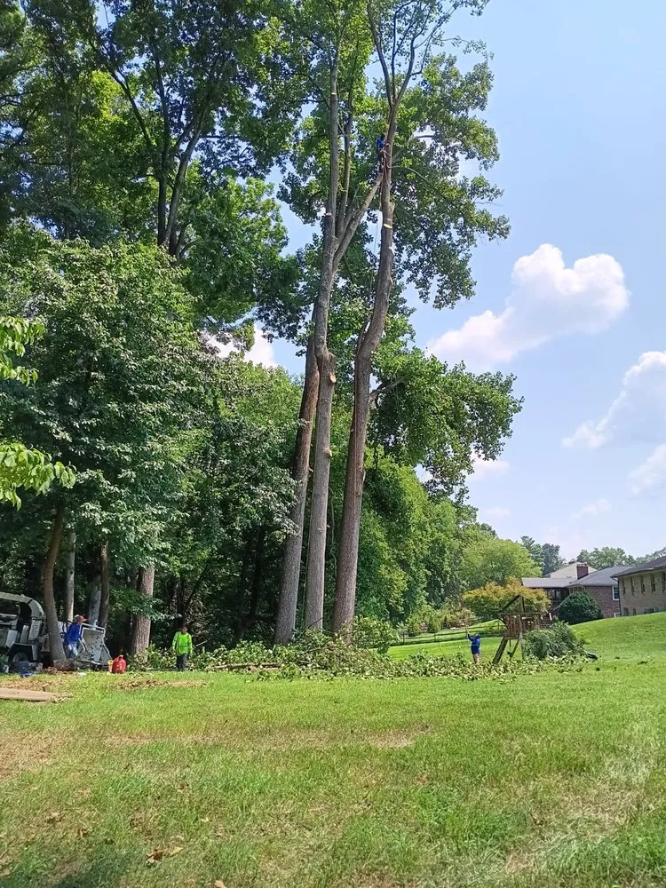 Reliable landscaping services experts serving Severn, MD - West Tree Services