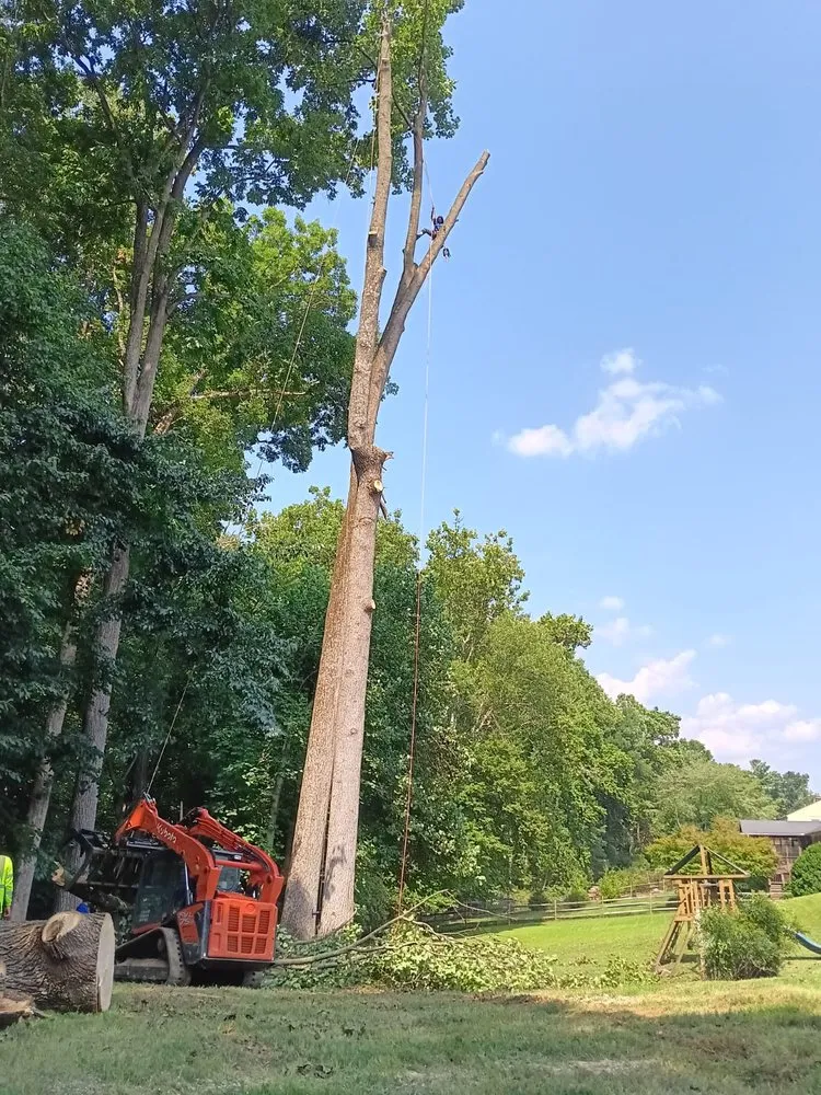 Affordable yard cleanup service near you across Severn, MD - West Tree Services