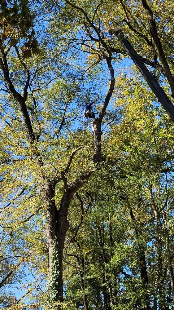 Reliable outdoor landscaping in Severn, MD by West Tree Services