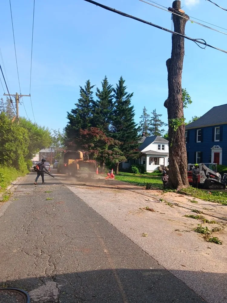 Local yard cleanup service in Severn, MD - West Tree Services