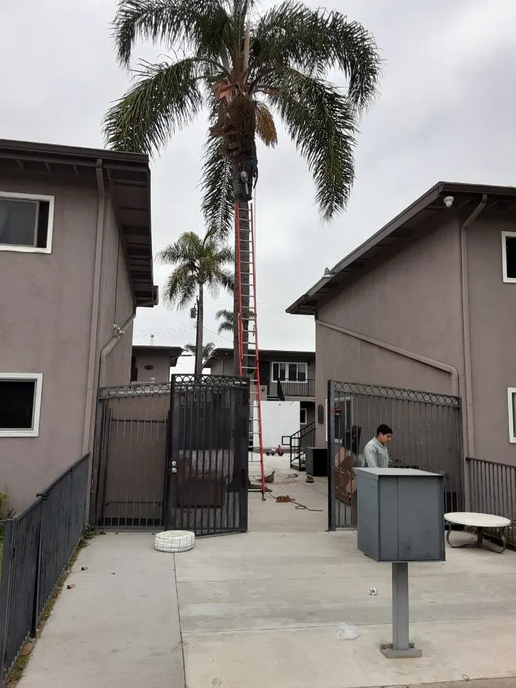 Top-rated outdoor landscaping in Santa Ana, CA by West Tulip Landscaping