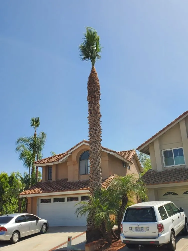 Reliable landscaping services for year-round maintenance across Santa Ana, CA - West Tulip Landscaping