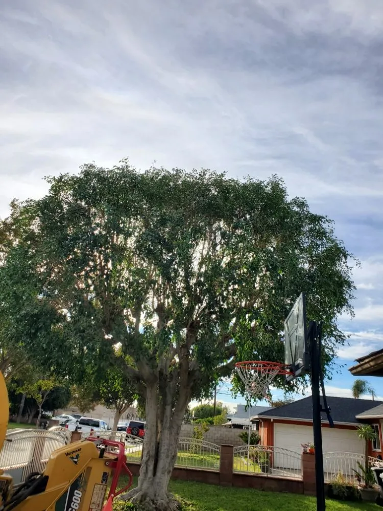 Trusted residential landscaping in Santa Ana, CA by West Tulip Landscaping