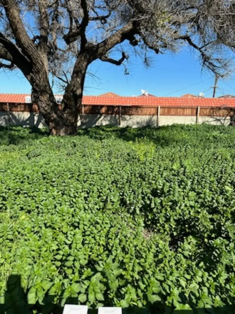 Affordable lawn care service near you in Santa Ana, CA by West Tulip Landscaping