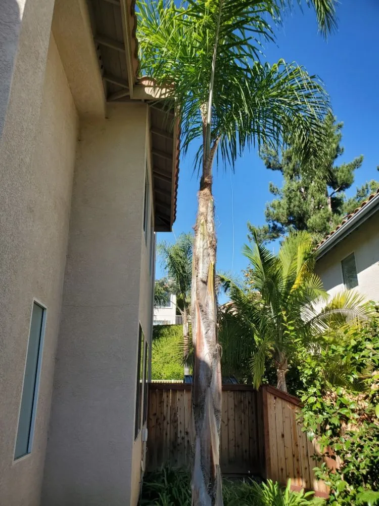 Local landscape design near you in Santa Ana, CA by West Tulip Landscaping