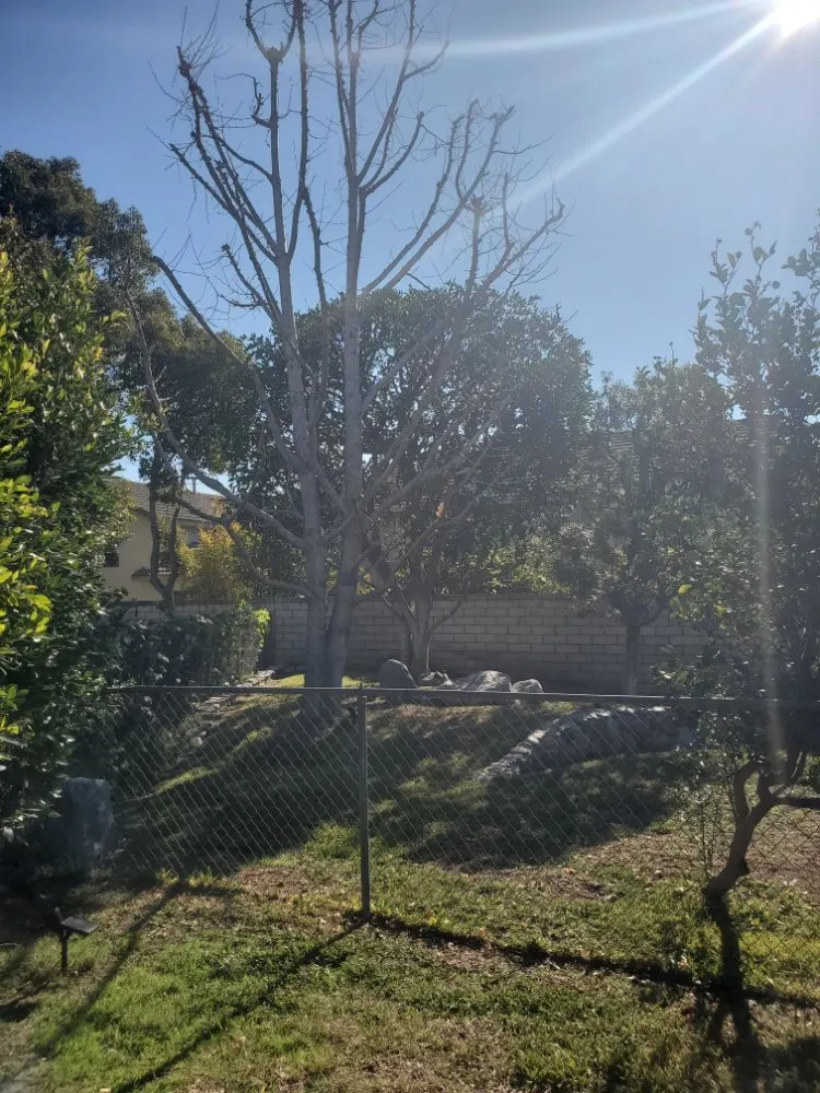 Professional yard cleanup service experts serving Santa Ana, CA - West Tulip Landscaping