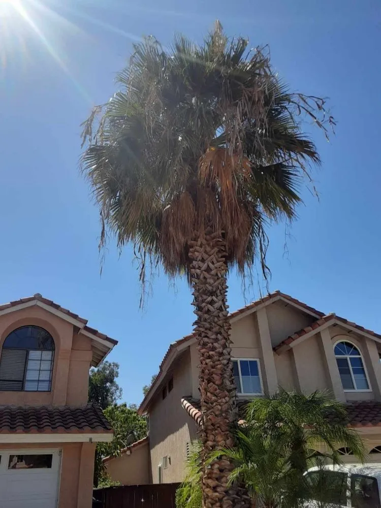 Top-rated outdoor landscaping in Santa Ana, CA by West Tulip Landscaping