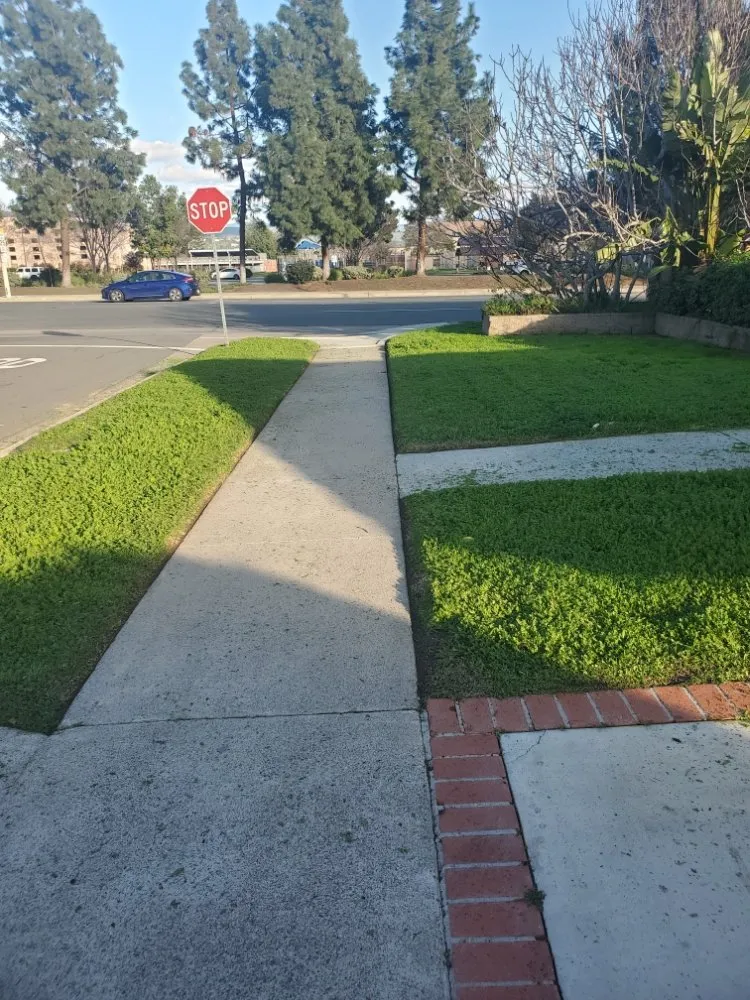 Expert yard cleanup service in Santa Ana, CA - West Tulip Landscaping