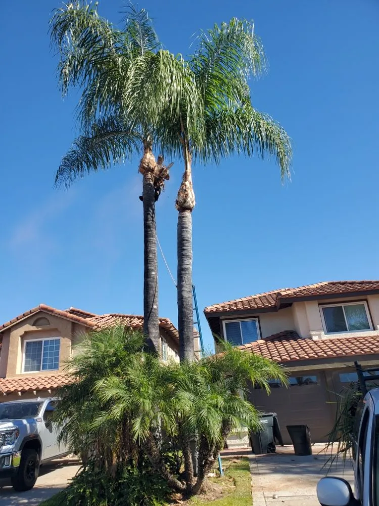 Local yard maintenance for year-round maintenance in Santa Ana, CA by West Tulip Landscaping