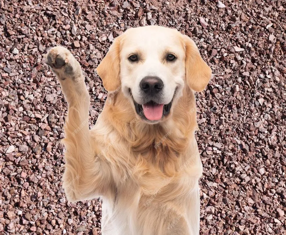 Affordable lawn care service experts serving Buckeye, AZ - West Valley Rock