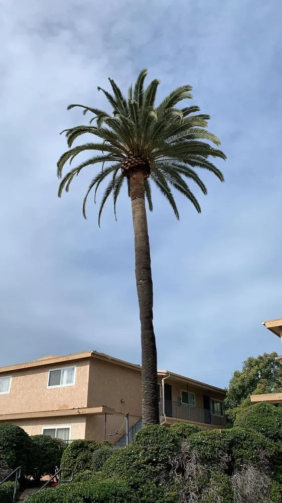 Top-rated landscape design experts serving Fallbrook, CA - West Valley Tree Service