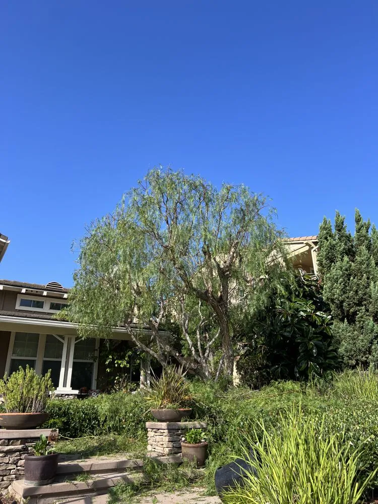 Custom landscaping services in Fallbrook, CA by West Valley Tree Service