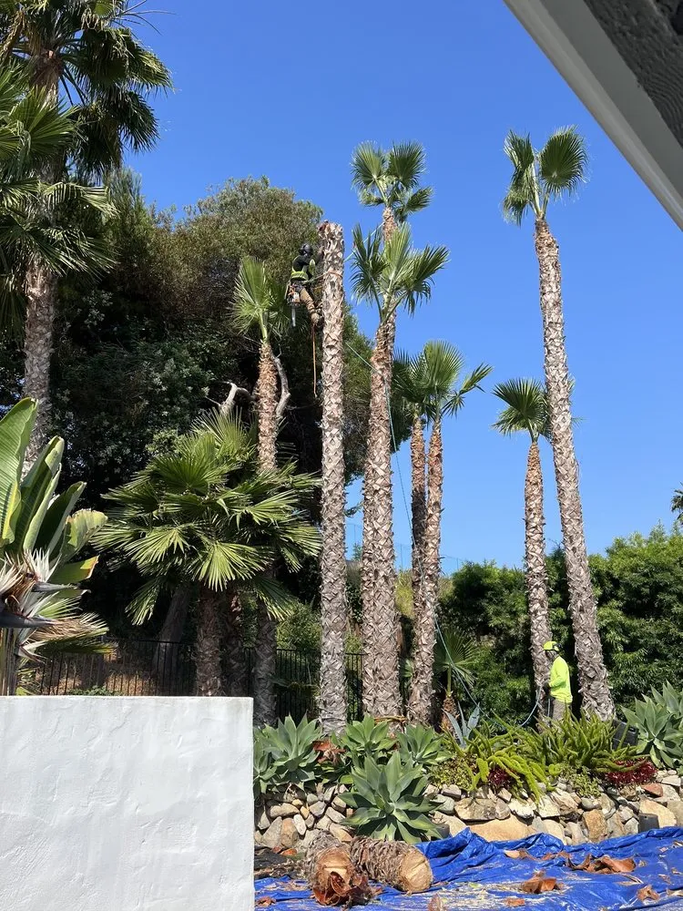 Affordable yard maintenance in Fallbrook, CA - West Valley Tree Service