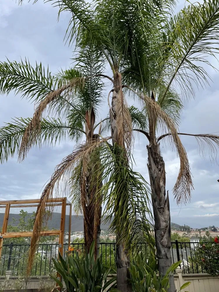 Professional yard maintenance experts serving Fallbrook, CA - West Valley Tree Service