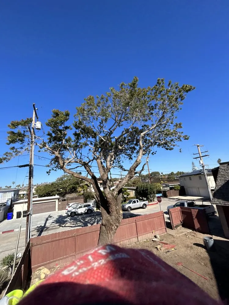 Reliable outdoor landscaping for outdoor upgrades across Fallbrook, CA - West Valley Tree Service