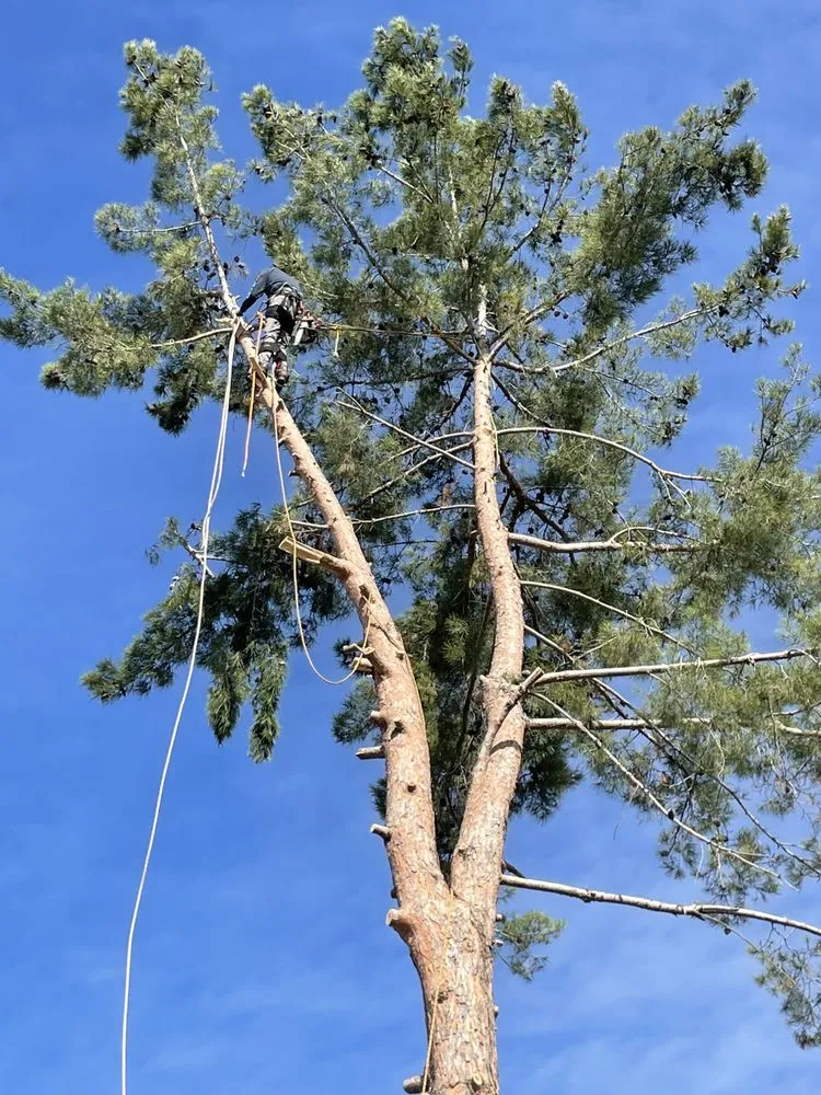 Expert lawn mowing service for homes in Fallbrook, CA by West Valley Tree Service