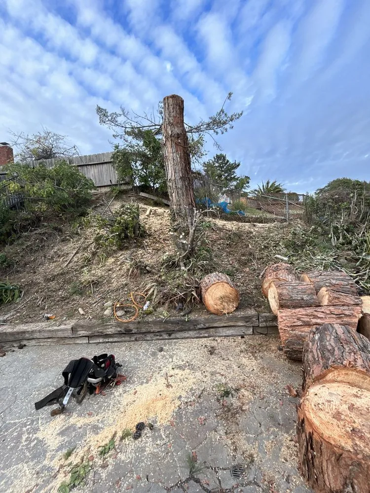 Trusted yard cleanup service for outdoor upgrades across Fallbrook, CA - West Valley Tree Service