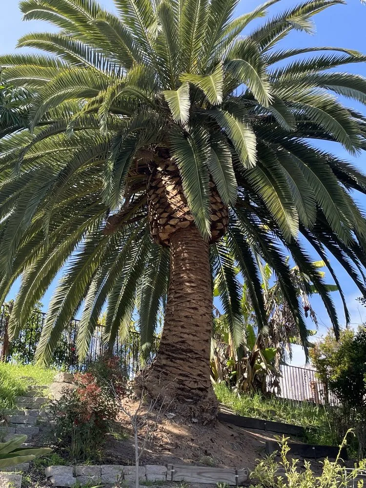 Top-rated landscaping services experts serving Fallbrook, CA - West Valley Tree Service