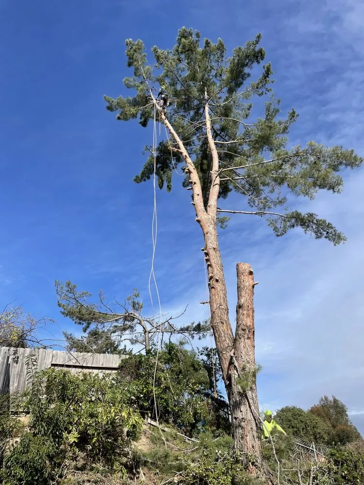 Custom residential landscaping in Fallbrook, CA - West Valley Tree Service