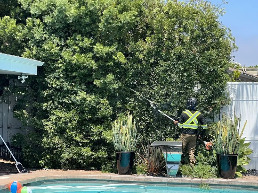 Professional landscaping services in Fallbrook, CA by West Valley Tree Service