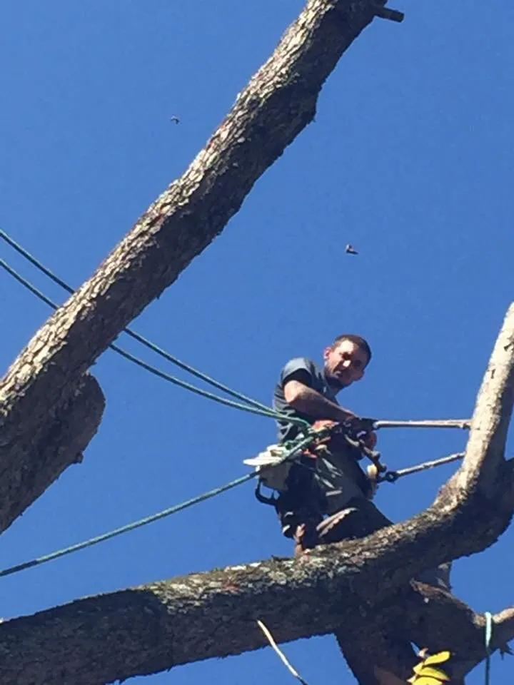 Local lawn mowing service in Nashville, TN by Westbrook Tree Service and Landscaping