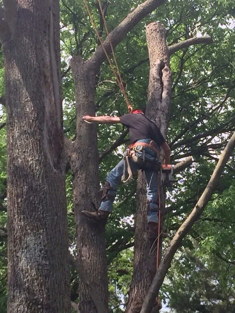 Custom yard cleanup service for year-round maintenance in Nashville, TN by Westbrook Tree Service and Landscaping