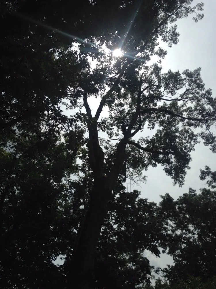 Reliable landscape design for homes in Nashville, TN by Westbrook Tree Service and Landscaping