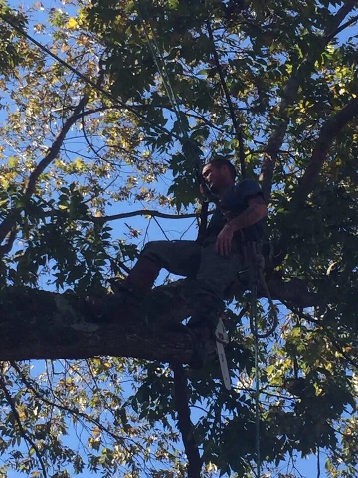 Affordable landscape design experts serving Nashville, TN - Westbrook Tree Service and Landscaping