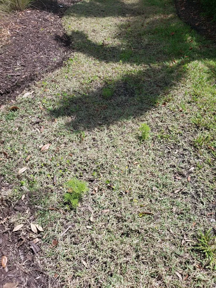 Trusted garden landscaping for year-round maintenance across Palmetto, FL - Westcoast Landscape & Lawns