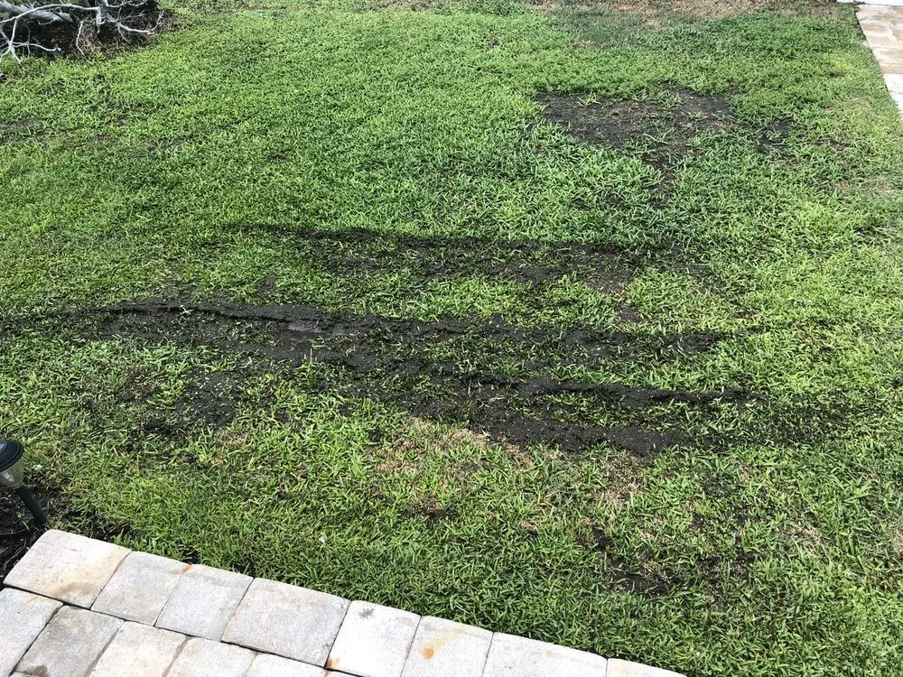 Affordable lawn care service experts serving Pinellas Park, FL - Westcoast Landscape & Lawns