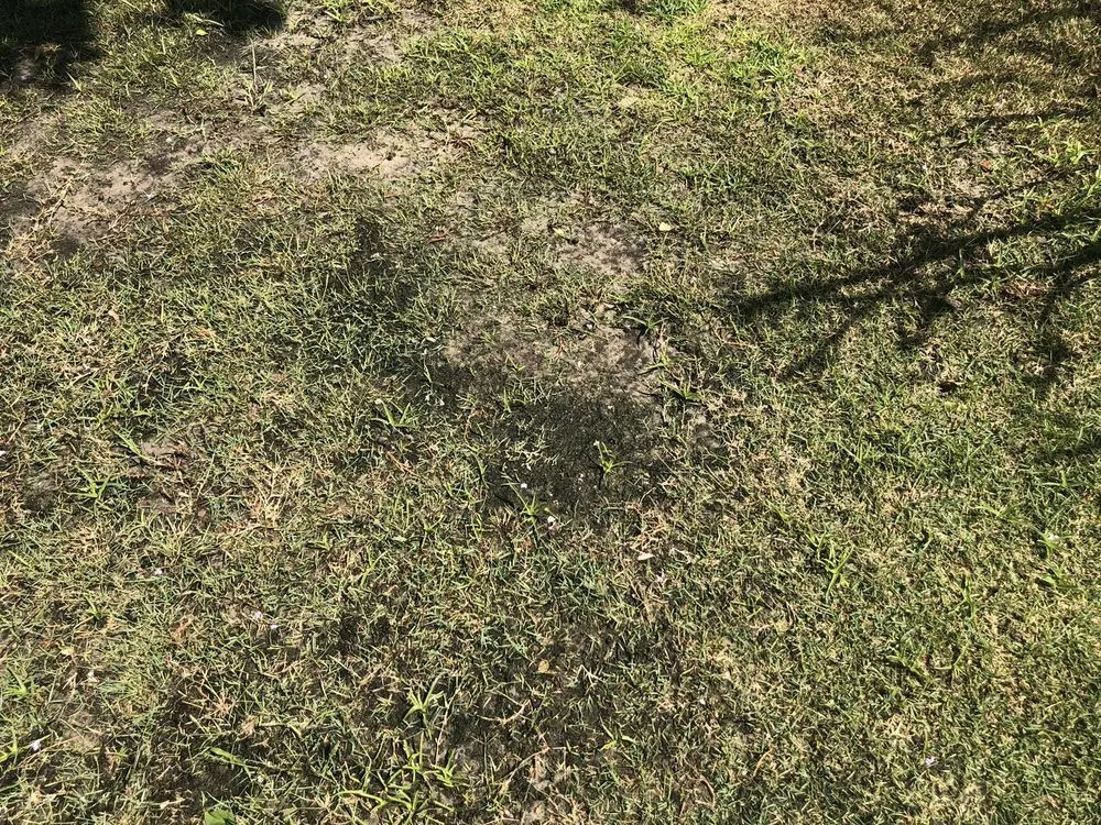 Local yard maintenance for beautiful yards in Pinellas Park, FL by Westcoast Landscape & Lawns