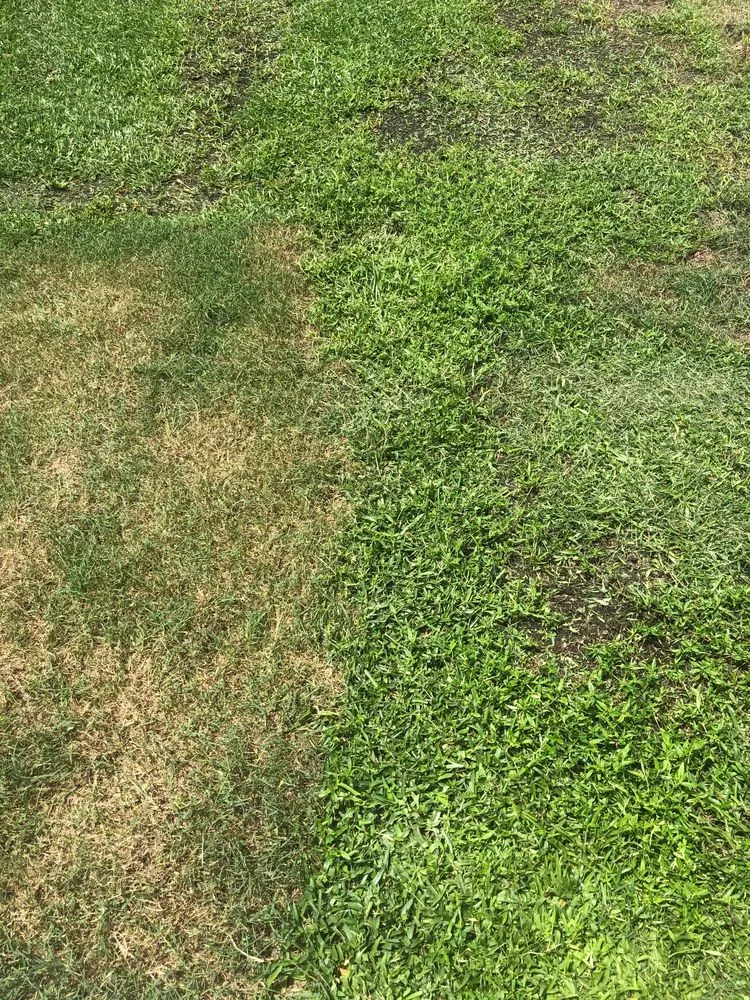 Expert outdoor landscaping in Pinellas Park, FL - Westcoast Landscape & Lawns