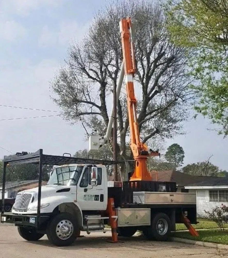 Affordable yard cleanup service experts serving Beaumont, TX - Wester Landscape Management