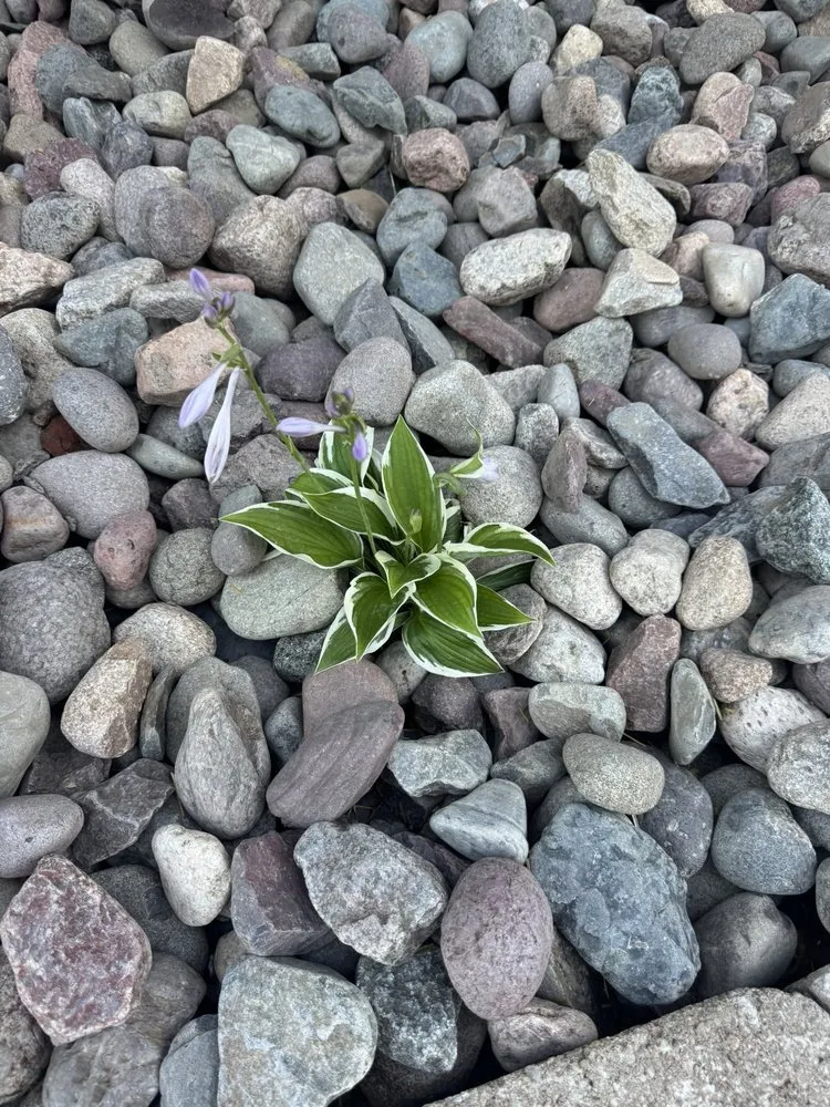 Professional yard cleanup service near you across Independence, KY - Westerkamp Lawn Experts