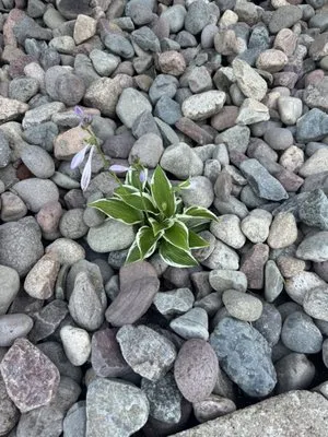 Westerkamp Lawn Experts