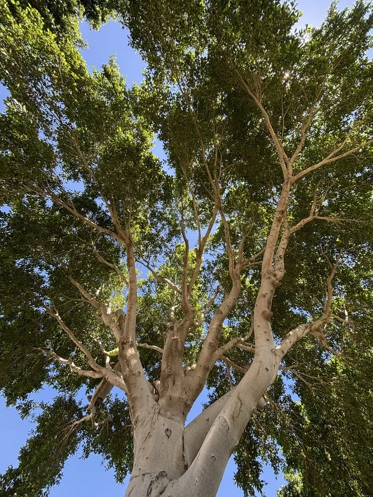 Reliable lawn mowing service in Glendale, AZ - Western Classics Environmental