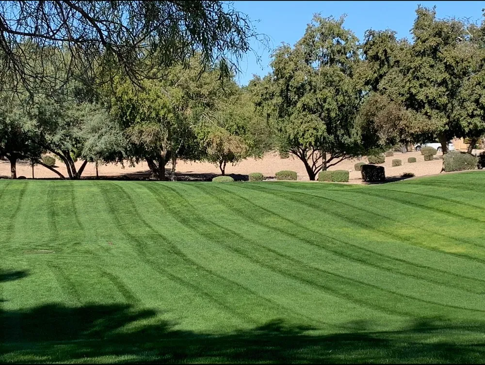Trusted yard maintenance for year-round maintenance in Glendale, AZ by Western Classics Environmental