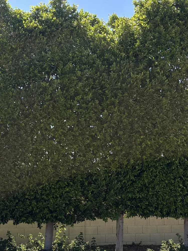 Top-rated yard maintenance for beautiful yards in Glendale, AZ by Western Classics Environmental