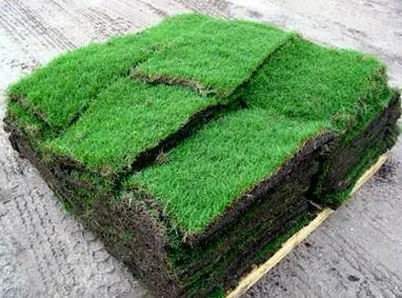 Affordable yard maintenance in Clinton, MS - Western Grass