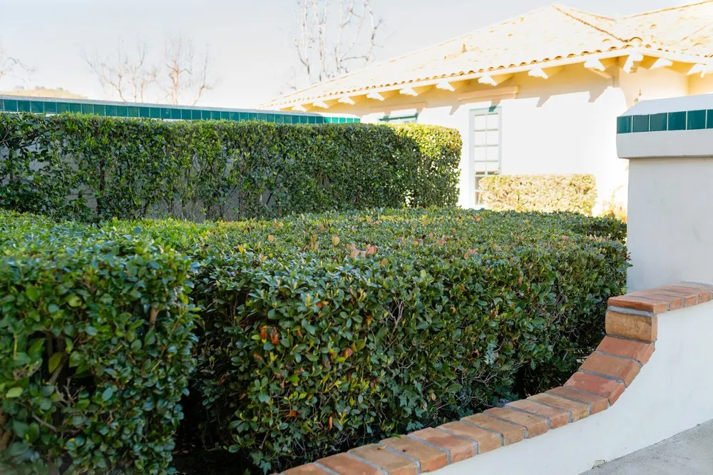 Professional yard cleanup service in San Clemente, CA - Western Landscape Maintenance Plus