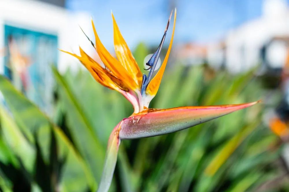 Professional landscape design for outdoor upgrades in San Clemente, CA by Western Landscape Maintenance Plus
