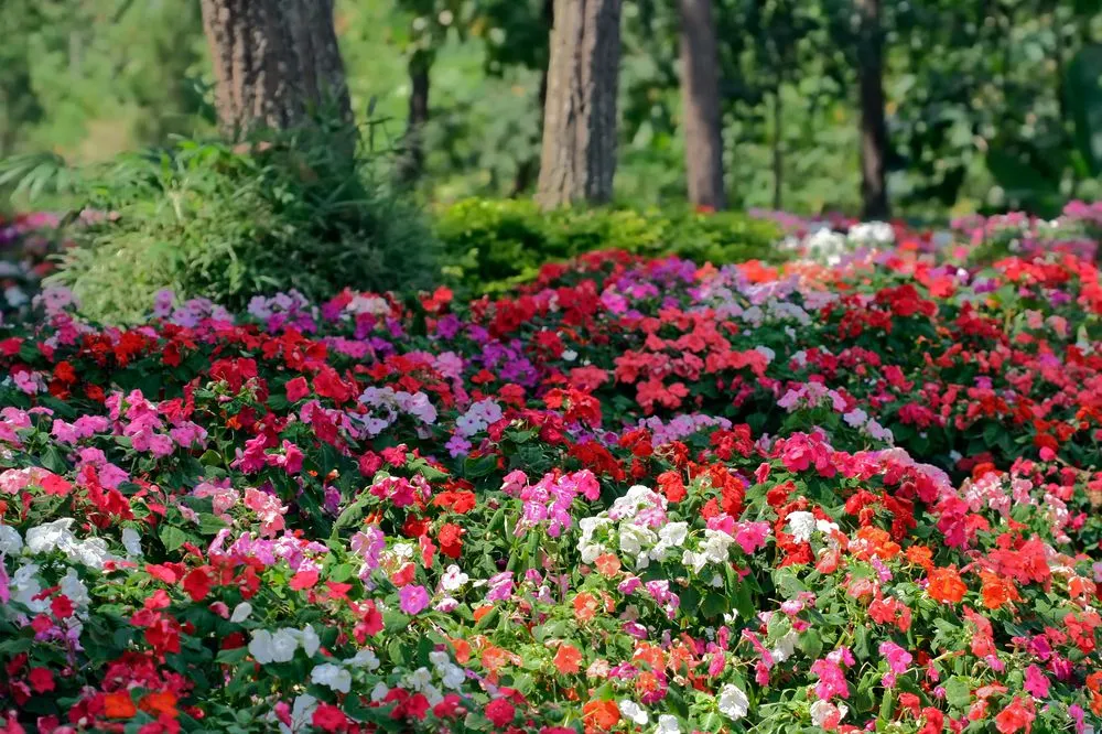 Professional garden landscaping for outdoor upgrades across West Sacramento, CA - Western Landscape