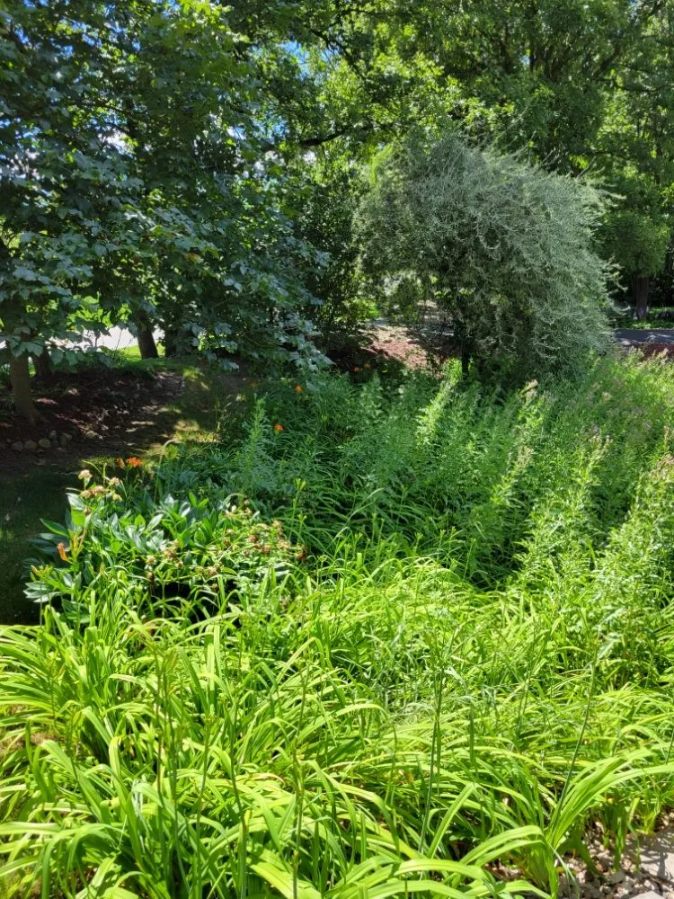 Expert yard maintenance experts serving Highland, IN - Western Sunrise Landscaping