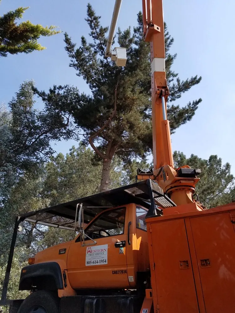 Professional yard cleanup service for beautiful yards in Orcutt, CA by Western Tree Service