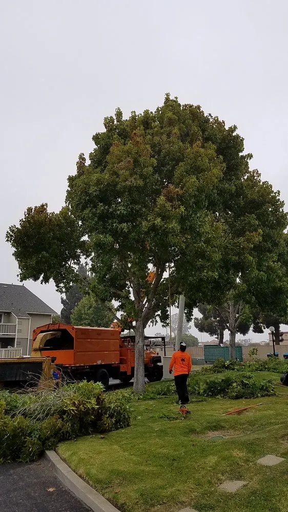 Local lawn mowing service in Orcutt, CA by Western Tree Service