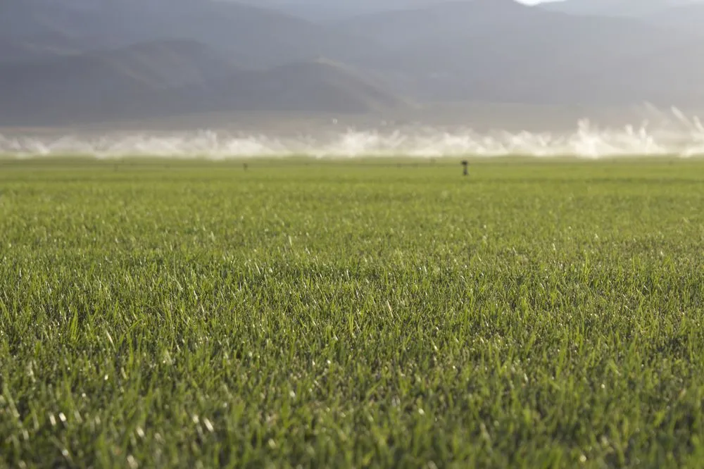 Affordable garden landscaping for beautiful yards across Reno, NV - Western Turf & Hardscapes