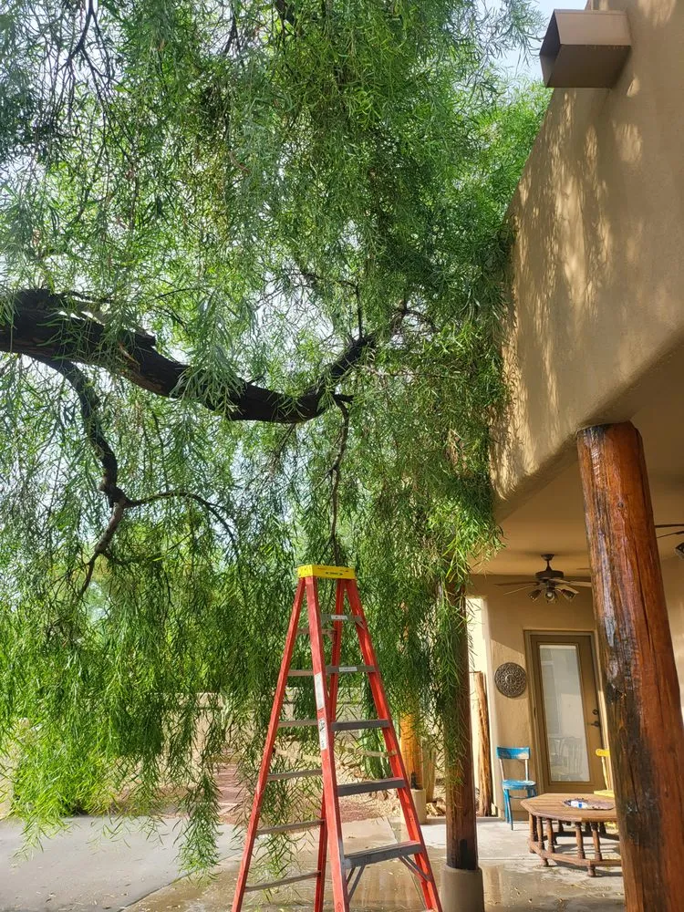 Professional landscaping services for beautiful yards across Wickenburg, AZ - Western View Landscaping