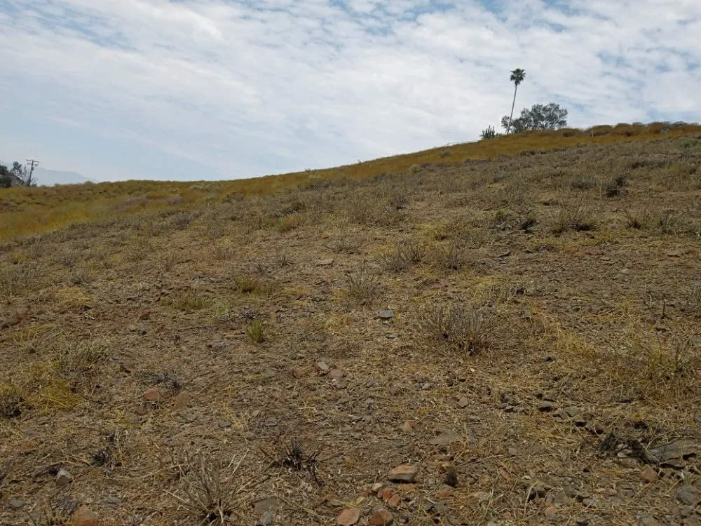Expert yard maintenance in Hemet, CA - Western Weed Abatement