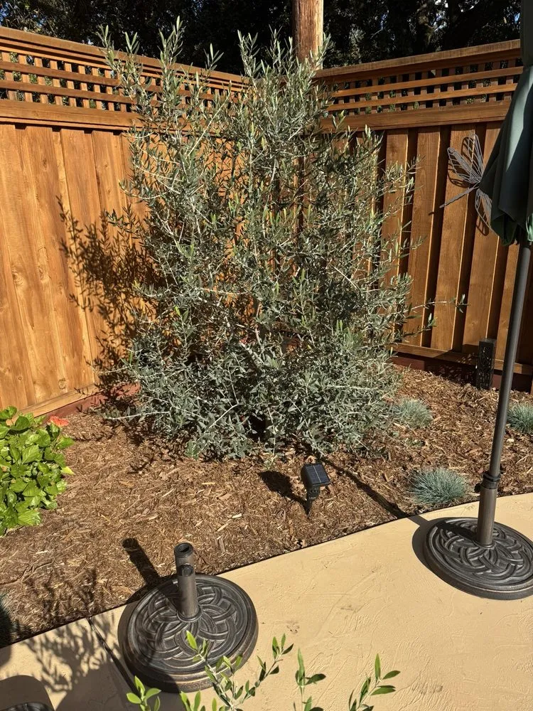 Reliable outdoor landscaping in Sacramento, CA - Western Willows Landscaping
